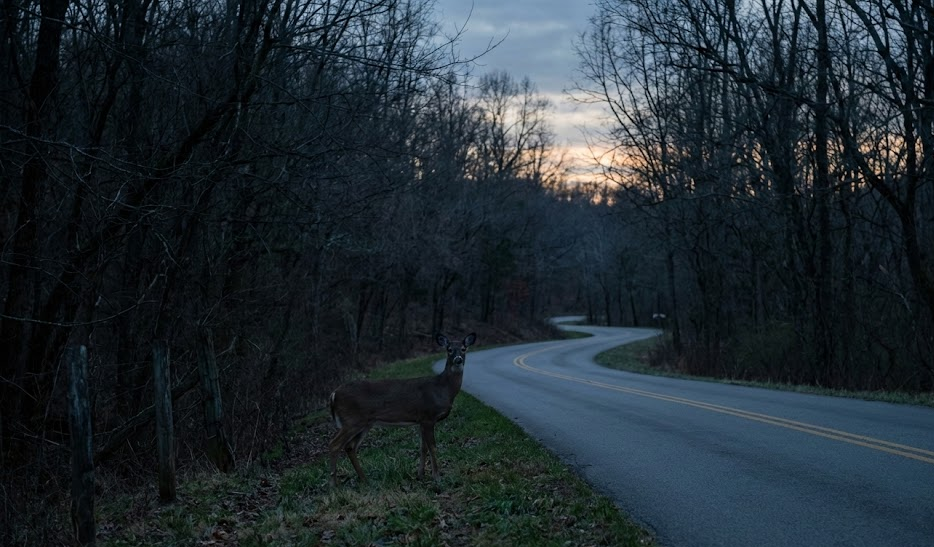 whitetail deer standing beside dark rural road at twilight, Tennessee deer season driving hazard, rural Highway 111 near Cookeville Sparta and Algood, limited street lighting on Upper Cumberland backroads, need for bright clear Hyundai headlights, Hyundai of Cookeville headlight restoration and safety inspection, avoiding deer collisions in Middle Tennessee, fall and winter nighttime driving safety tips