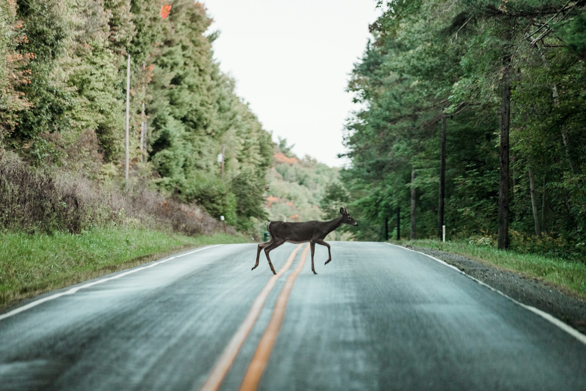 deer crossing rural two-lane road in Georgia, fall trees along highway, Rockdale County deer season hazard, sudden animal crossing on back roads near Conyers GA, importance of responsive Nissan brakes, holiday travel safety at dusk, avoid deer collision with fresh brake pads, Conyers Nissan brake inspection for November travel, Georgia Department of Natural Resources deer warning, safe stopping distance on wet rural pavement