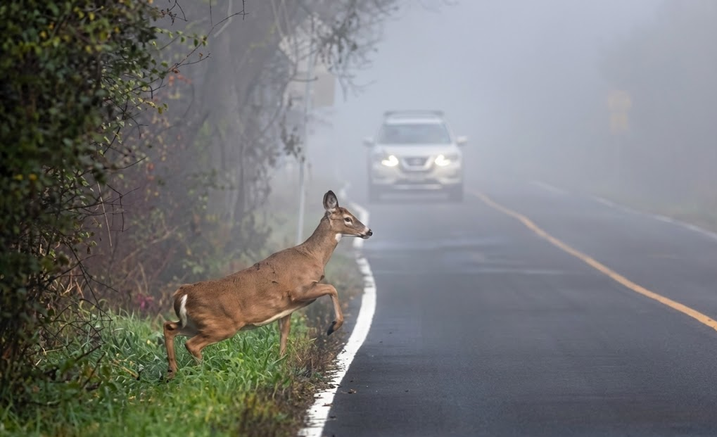 Deer crossing foggy two-lane highway, Middle Tennessee rut season road hazard, deer-vehicle collision risk near Franklin TN, wildlife on Highway 96 and Old Hillsboro Road, early morning and dusk driving danger, SUV approaching white-tailed deer, fall and winter deer season safety, Cool Springs Collision Center reminding drivers to stay alert for deer impacts, Tennessee deer crash statistics and rural road visibility concerns