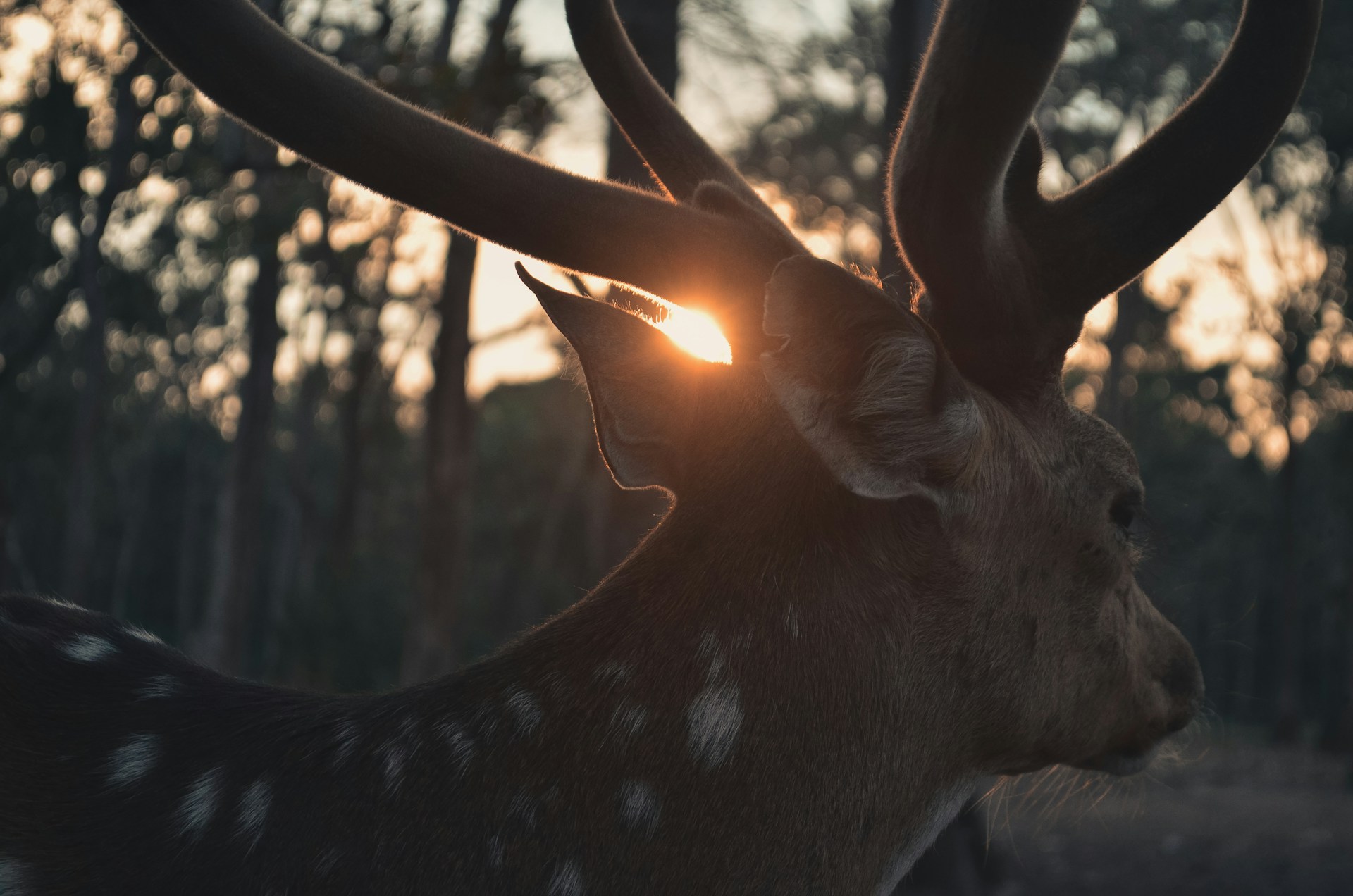 whitetail buck at sunset, Tennessee deer rut season, deer silhouette in forest at dusk, Franklin TN deer activity November, rutting season near Williamson County roads, deer safety tips Ford drivers, peak deer movement at dawn and dusk, daylight saving time deer collisions, Ford Lincoln of Franklin Service dark commute safety, deer awareness for Highway 96 and Mack Hatcher, Middle Tennessee wildlife near roadways