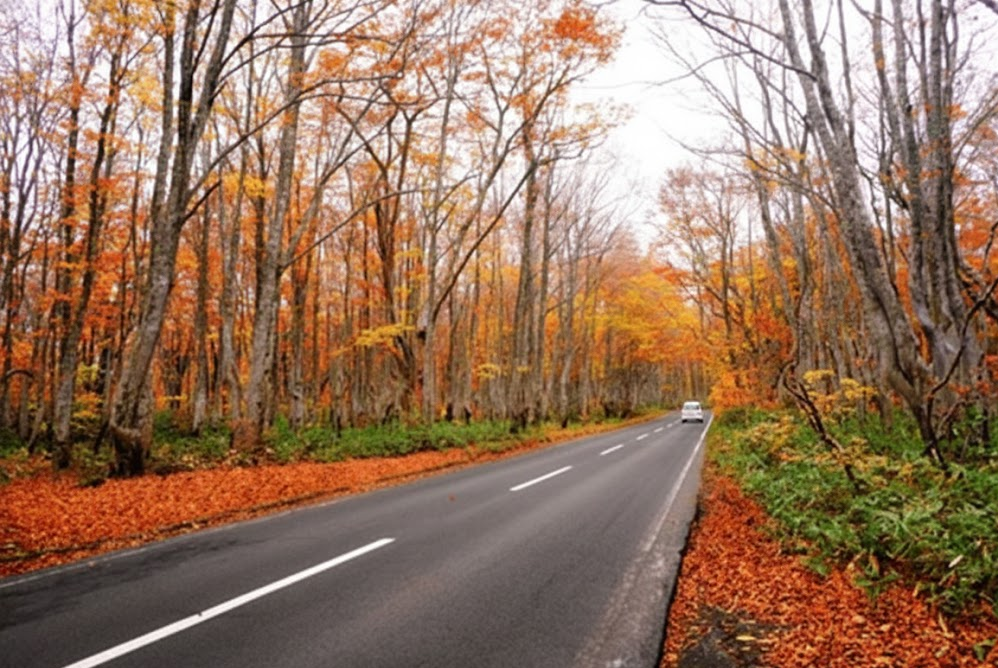 autumn highway with colorful fall trees, Long Island road near Massapequa NY, cool weather driving on Sunrise Highway, early fall conditions before first snow, temperatures dropping toward 45 degrees, Mercedes-Benz drivers on Nassau County back roads, reminder to switch from summer tires to winter tires, scenic fall foliage with hidden traction risks, Long Island seasonal tire change, Mercedes-Benz tire center Amityville nearby