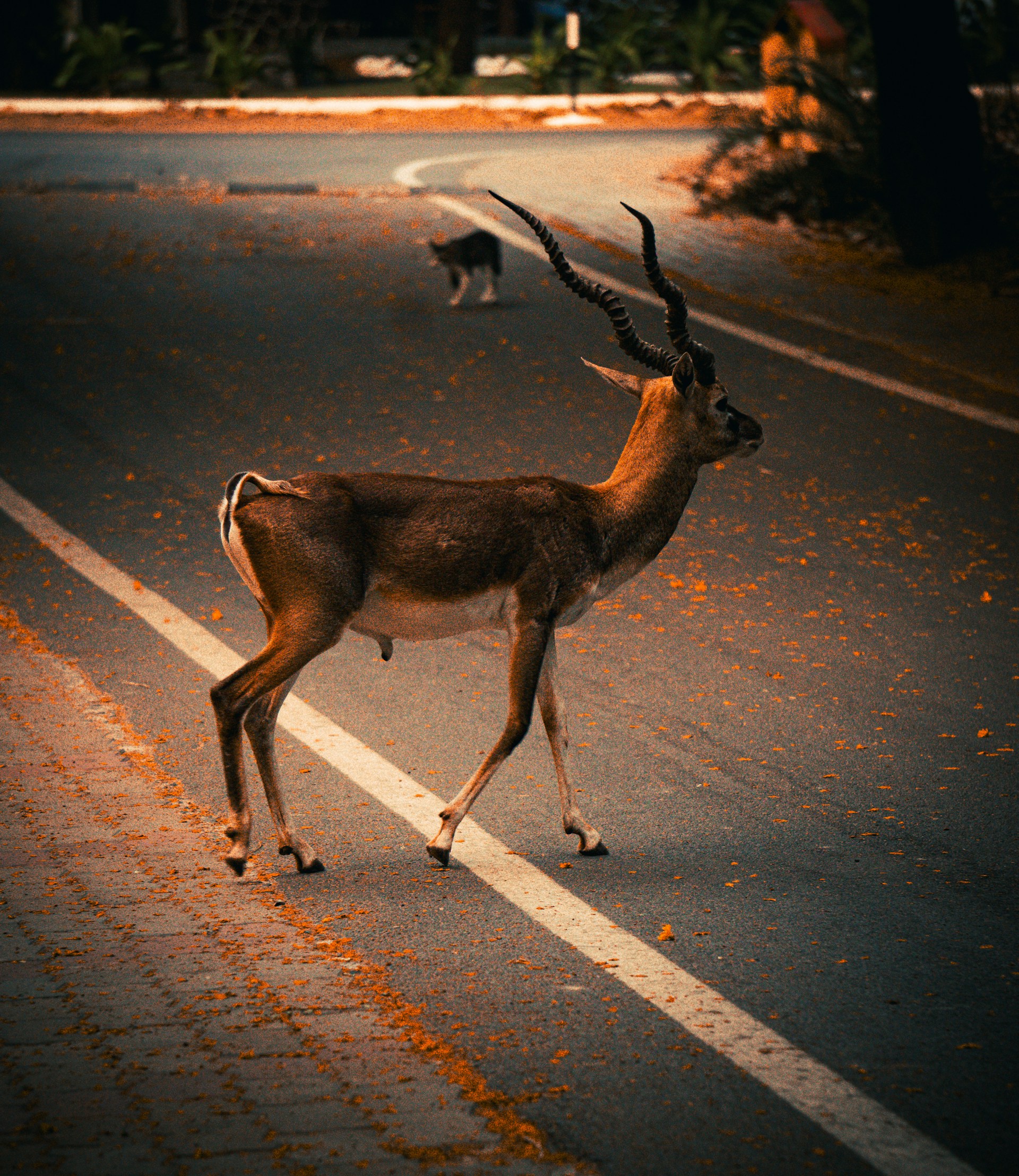 deer crossing two-lane rural road at dusk, wildlife hazard on Georgia backroads, autumn leaves along pavement, peak whitetail rut season near Newnan GA, Coweta County deer crossing risk, Ram truck drivers preparing for deer season, importance of strong brakes and bright headlights, rural highway near Chattahoochee Bend State Park, defensive driving during November deer movement