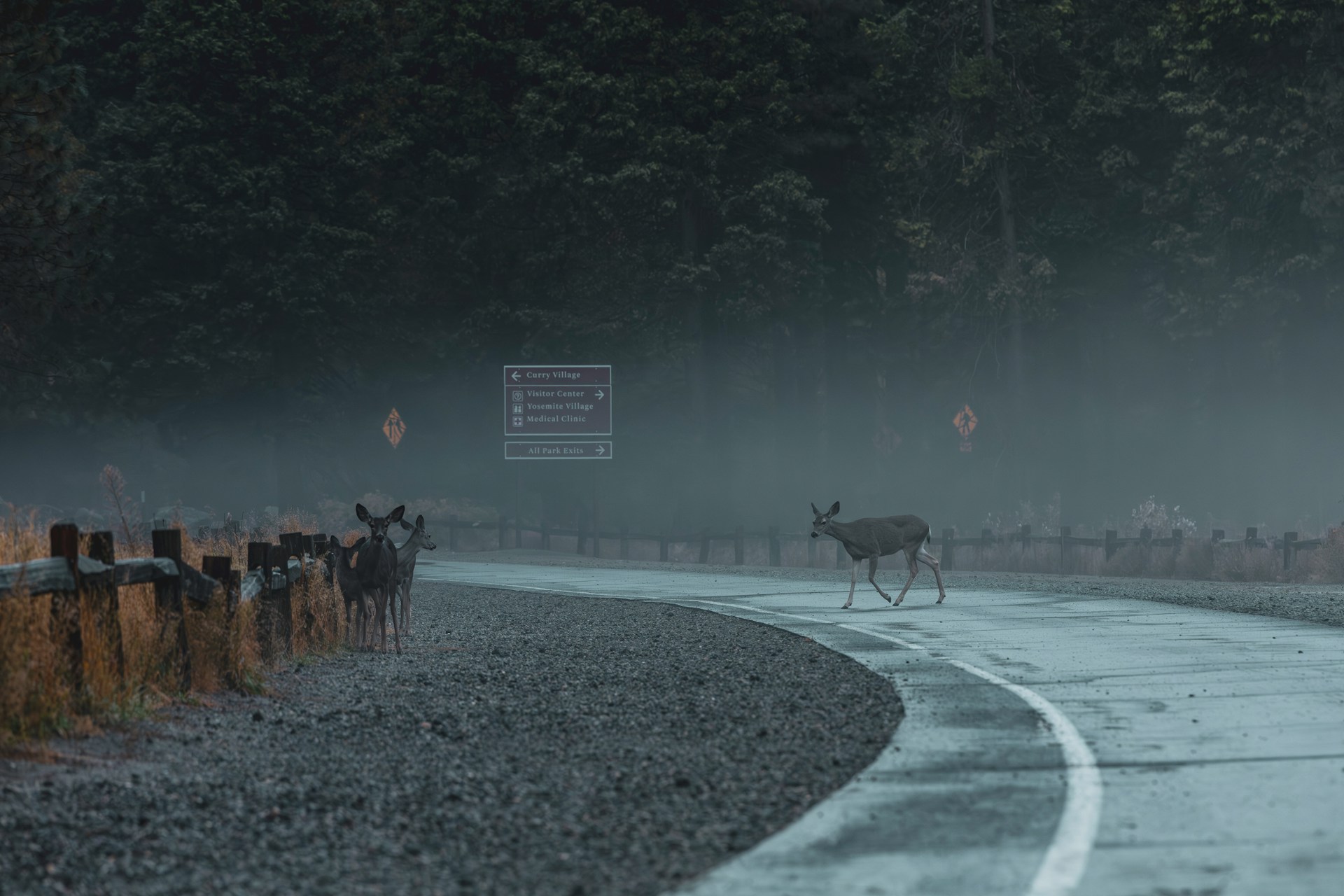 deer crossing curved road at dusk, herd of deer near foggy highway, wildlife hazard on Georgia backroads, peak fall deer season driving risk, Athens GA motorists watching for deer, importance of proper wheel alignment and steering control, Nissan Safety Shield 360 and emergency handling, autumn evening road with mist and forest, defensive driving near Athens during deer season