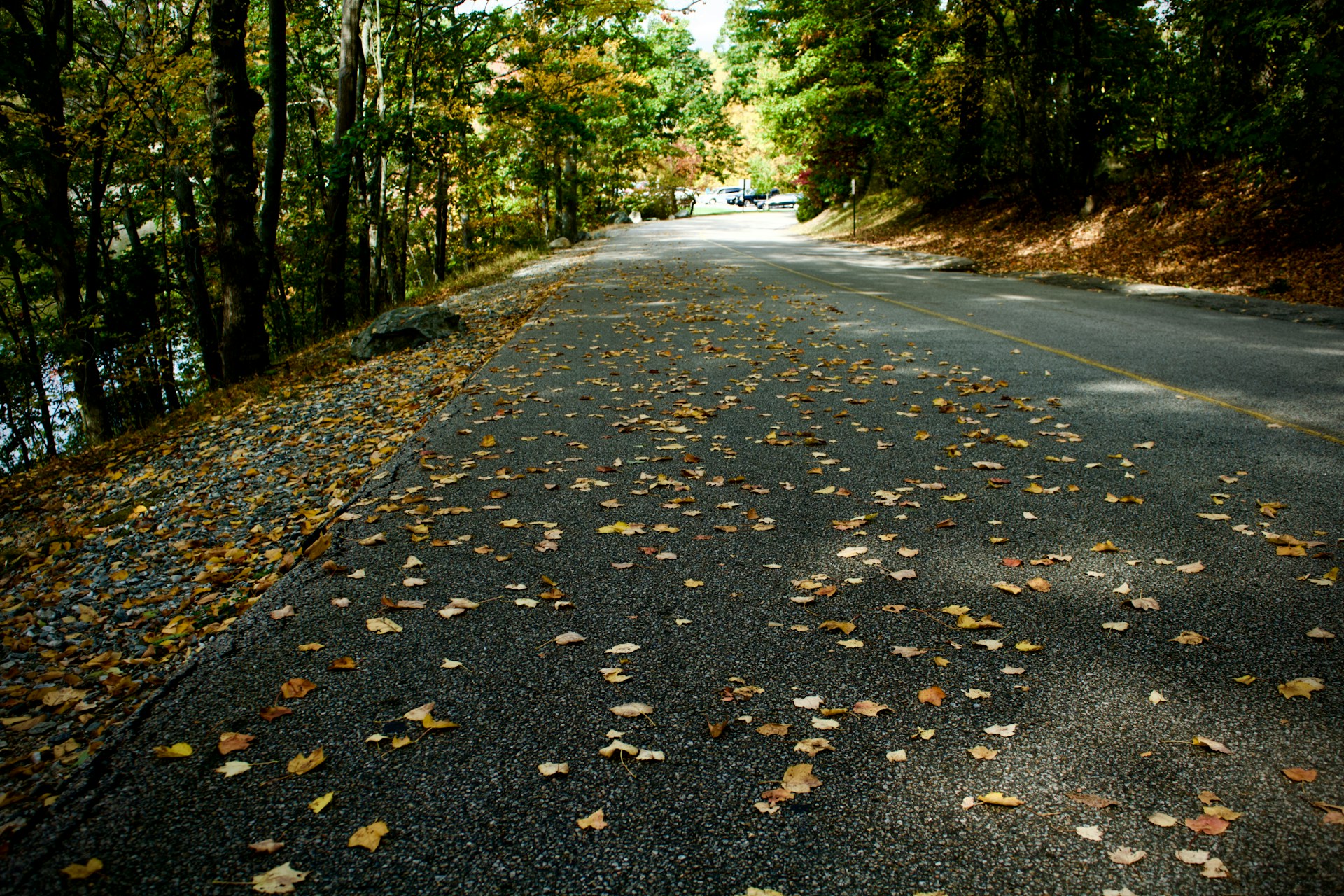 wet fall road covered in leaves, slick autumn pavement near Athens Georgia, winding tree lined street with fallen leaves, October driving hazards near UGA and Five Points, need precise wheel alignment for wet leaves and pine straw, Nissan alignment for better traction in Georgia fall weather, safe cornering on leaf covered roads, fall season driving conditions Athens GA