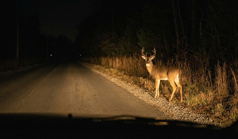 deer standing on dark rural road illuminated by car headlights, nighttime wildlife on Tennessee highway, deer on Upper Cumberland back road near Cookeville, dim car headlights danger, Nissan driver visibility problem at night, rural Tennessee deer collision risk, Highway 111 nighttime driving safety, daylight savings earlier sunset driving conditions, Nissan headlight inspection reminder Cookeville TN, Nissan of Cookeville service center safety tips