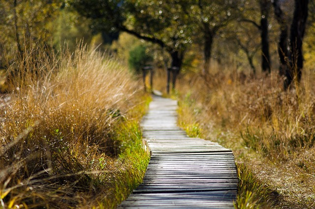 wood texture, wooden track, path,Bird Rookery Swamp Trail, Western Everglades