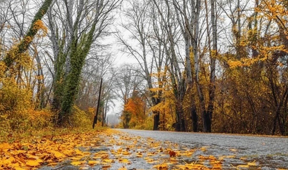 wet two lane road lined with autumn trees and fallen leaves, slippery Lake Norman area back road in Cornelius North Carolina, fall rainfall creating wet leaf hazard, scenic but dangerous drive requiring good tread and INFINITI approved tires, reminder to schedule fall tire inspection, Lake Norman INFINITI Service Center local road scene, North Carolina fall foliage and wet pavement safety